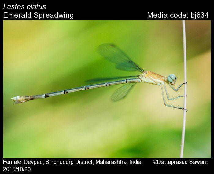 Lestes elatus Lestes elatus Emerald Spreadwing Odonata of India