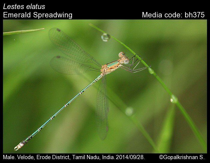 Lestes elatus Lestes elatus Emerald Spreadwing Odonata of India