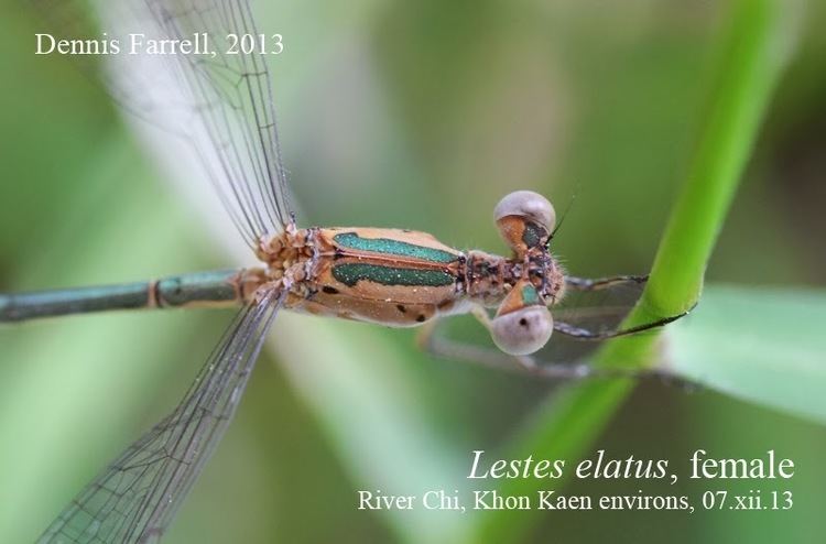 Lestes elatus Dragonflies amp damselflies of Thailand 3 Lestes elatus Hagen in
