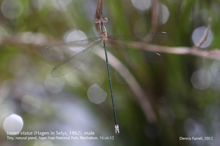 Lestes elatus Dragonflies amp damselflies of Thailand 3 Lestes elatus Hagen in