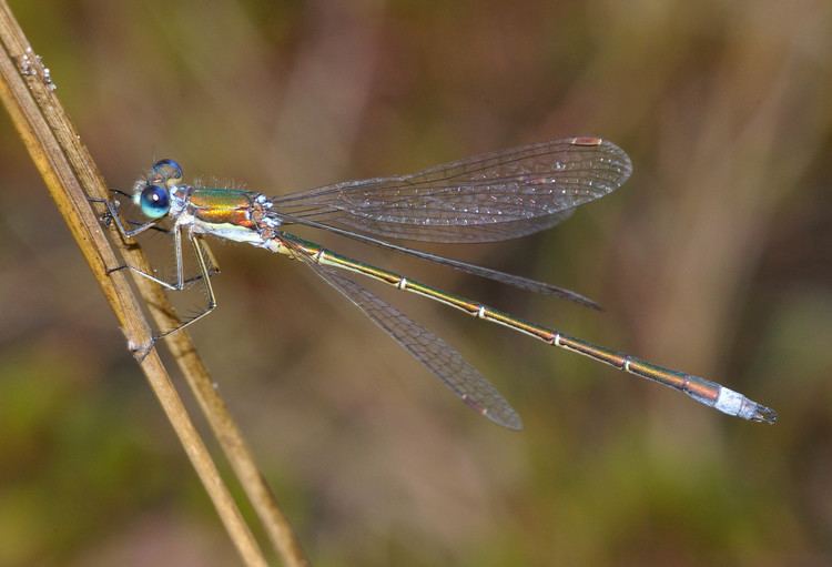 Lestes virens Lestes virens Wikiwand
