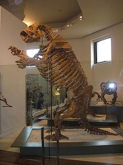 Lestodon httpsuploadwikimediaorgwikipediacommonsthu