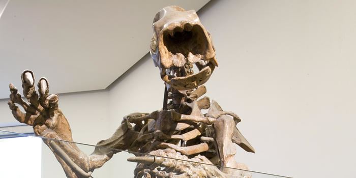 Lestodon Lestodon Prehistoric Ground Sloths