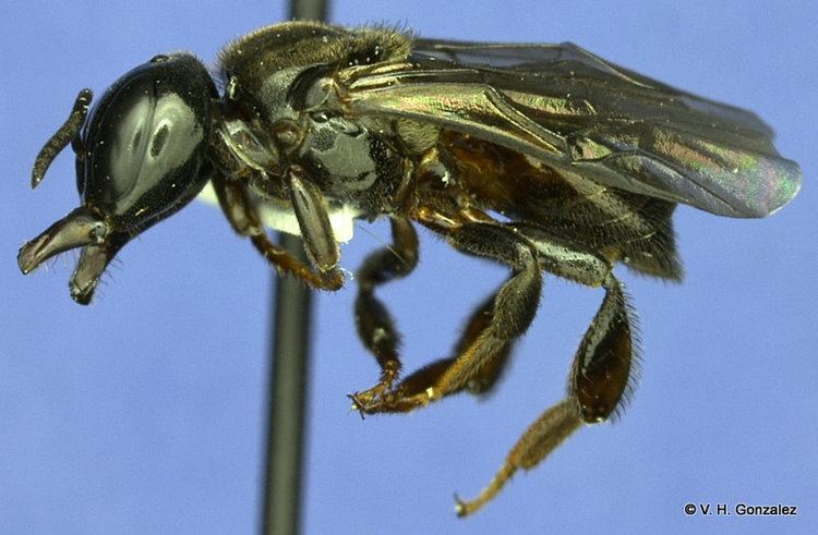 Lestrimelitta Taxon Pages Anthophila an online repository of bee diversity