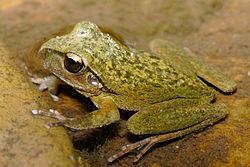 Lesueur's frog httpsuploadwikimediaorgwikipediacommonsthu