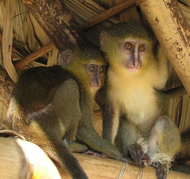 Lesula Lesula New species of African monkey discovered Scientific