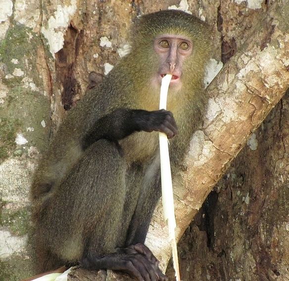Lesula Meet Lesula Congo39s Colourful New Species of Monkey Nature The