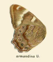 Lethe armandina httpsuploadwikimediaorgwikipediacommonsthu