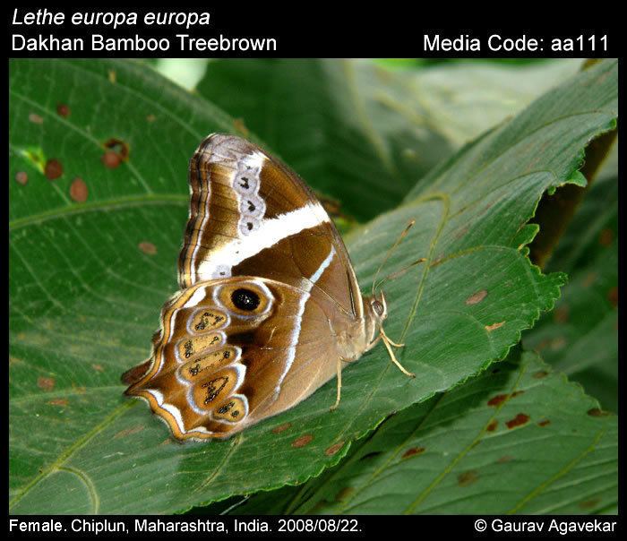 Lethe europa Lethe europa Bamboo Treebrown Butterflies of India