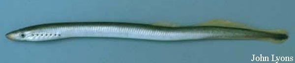 Lethenteron appendix Lampetra appendix American brook lamprey Petromyzon appendix