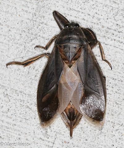 Lethocerus americanus Lethocerus americanus Giant Water Bug Driftless Prairies Native