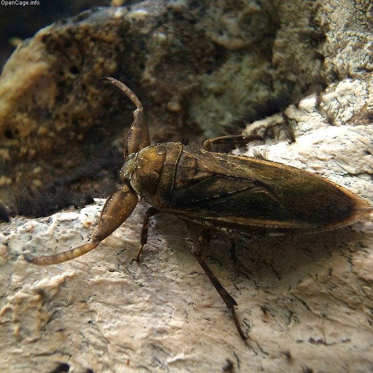 Lethocerus deyrollei Giant water bug Lethocerus deyrollei Vuillefroy 1864 Regnum