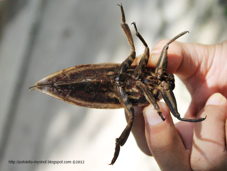 Lethocerus indicus Giant Water Bug Lethocerus indicus in Sumatera Indonesia