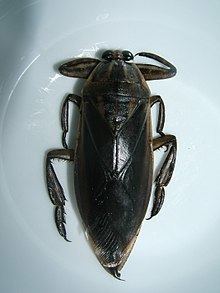 Lethocerus indicus httpsuploadwikimediaorgwikipediacommonsthu