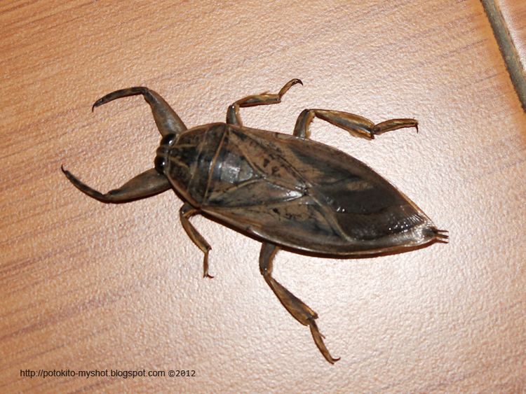 Lethocerus indicus Giant Water Bug Lethocerus indicus in Sumatera Indonesia