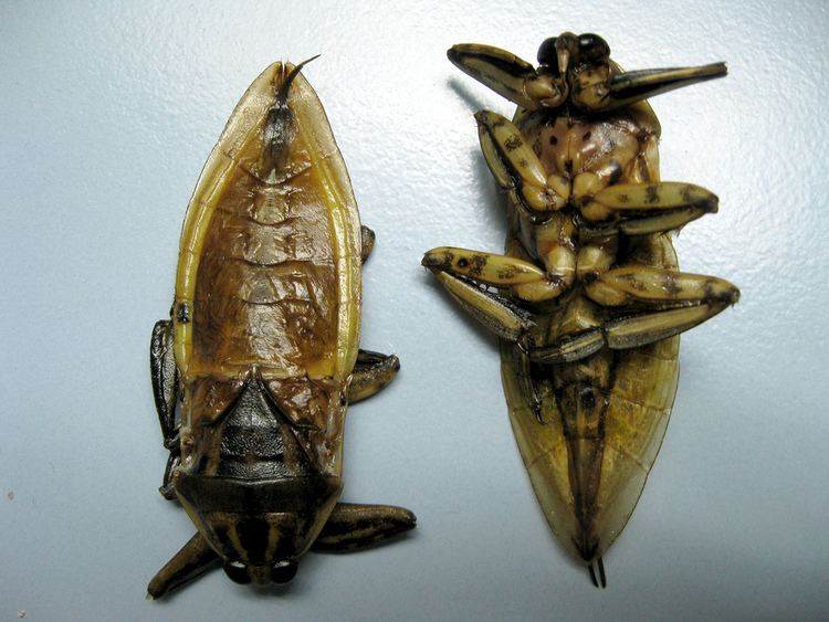 Lethocerus indicus Giant Water Bug Lethocerus indicus Ok so this isn39t fru Flickr