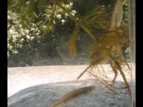 Lethocerus patruelis Giant Water Bug Lethocerus patruelis kills a fish YouTube