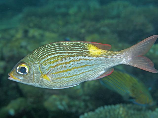 Lethrinidae Fish Identification