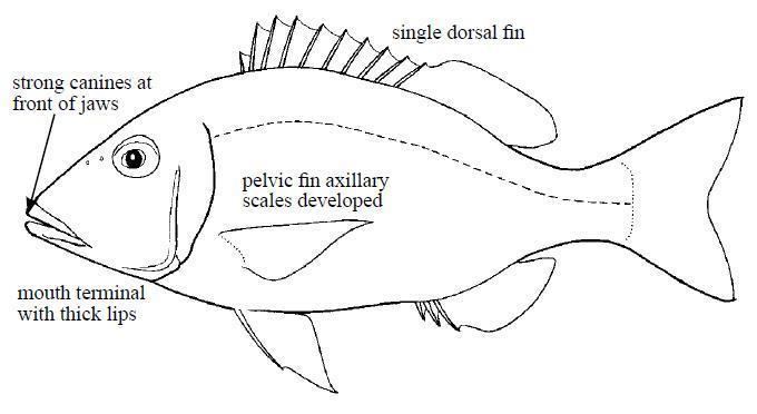 Lethrinidae Fishes of Andaman Sea