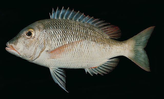 Lethrinus Fish Identification
