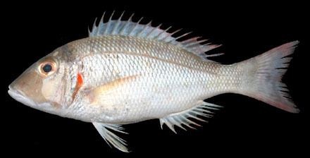 Lethrinus lentjan Fishes of Libong Island