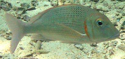 Lethrinus mahsena Fishes of Andaman Sea