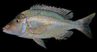 Lethrinus nebulosus Fishes of Andaman Sea