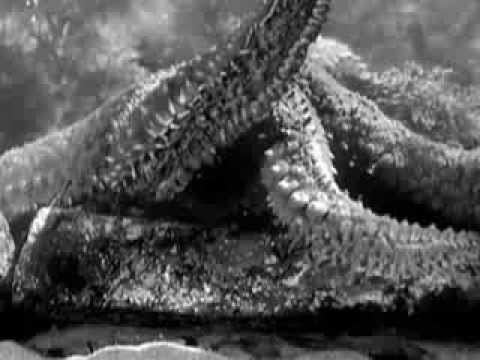 LEtoile de mer movie scenes Robert Desnos in Man Ray L toile de Mer 1928 