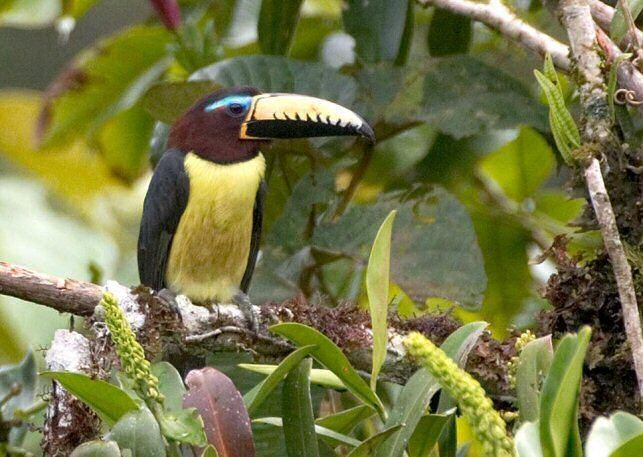 Lettered aracari Mangoverde World Bird Guide Photo Page Lettered Aracari