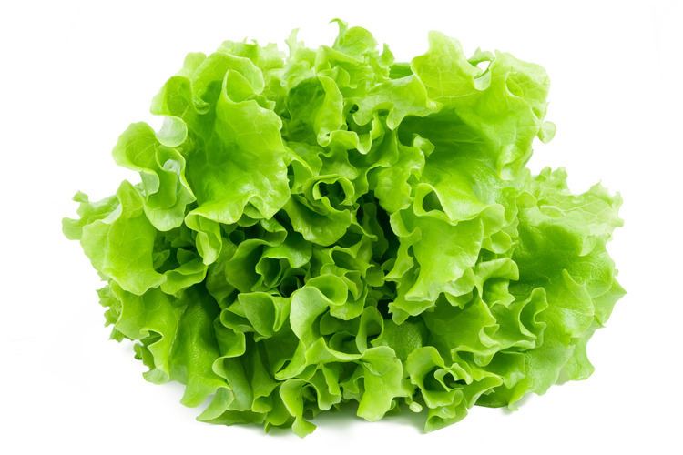Lettuce Move over lettuce The Muslim Observer