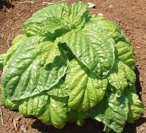 Lettuce leaf basil Every Garden Must Have Basil The Arid Land Homesteaders League
