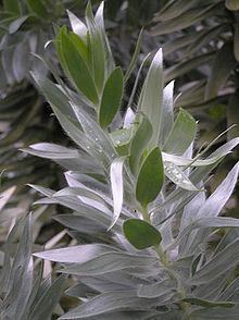 Leucadendron httpsuploadwikimediaorgwikipediacommonsthu