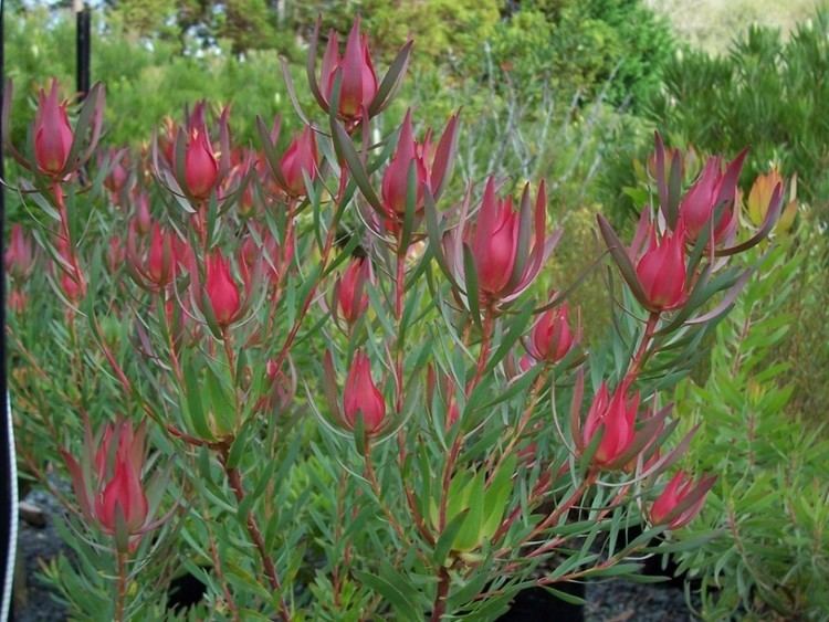 Leucadendron Home Protea Patch