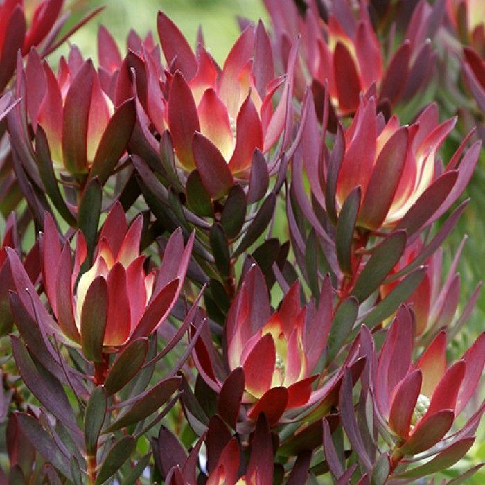 Leucadendron Leucadendron 39Devils Blush39 1 x 1 Northcote C amp B Plants