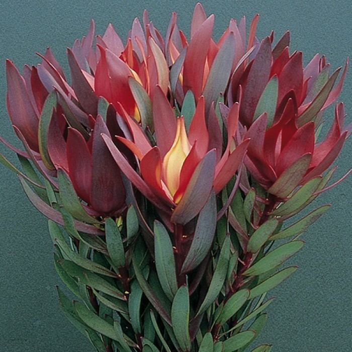 Leucadendron Leucadendron 39Ebony39 GOTH Pinterest Products and Plants