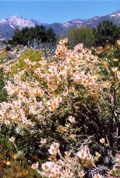 Leucadendron discolor Leucadendron discolor Australian Native Plants Plants 8007016517