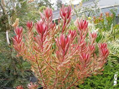 Leucadendron Leucadendron 39Jester39 Australian Native Plants Plants 8007016517