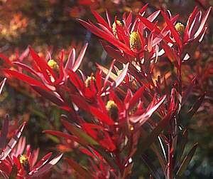 Leucadendron Leucadendron 39Safari Sunset39 at San Marcos Growers