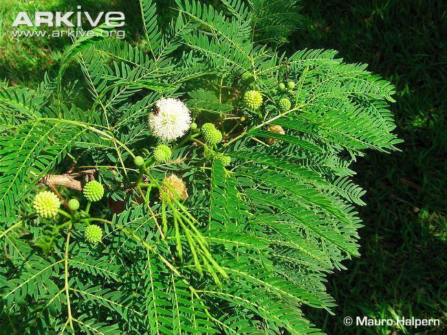 Leucaena Leucaena photo Leucaena leucocephala G134847 ARKive