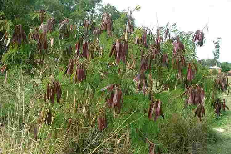 Leucaena Leucaena leucocephala