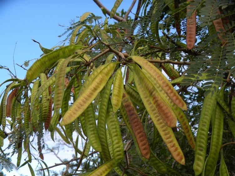 Leucaena leucocephala Leon Levy Native Plant Preserve Plant Listings Leucaena leucocephala