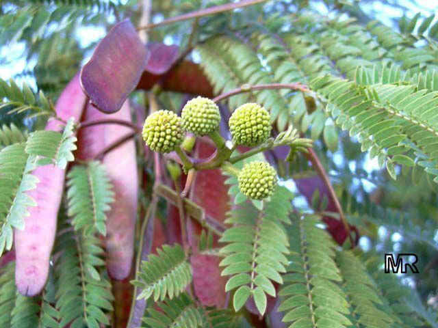 Leucaena leucocephala Leucaena leucocephala Leucaena glauca Mimosa leucocephala Acacia