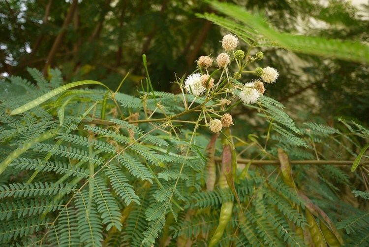 Leucaena leucocephala Thon Phak Katin Leucaena leucocephala YouTube