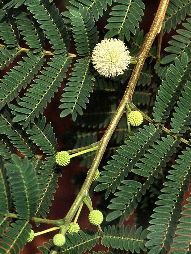 Leucaena leucocephala httpsuploadwikimediaorgwikipediacommons44