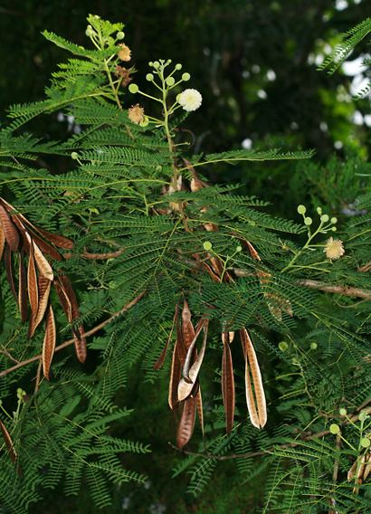 Leucaena leucocephala Leucaena leucocephala White Leadtree Lead Tree Koa Haole Ekoa