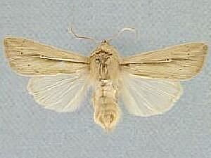 Leucania Moth Photographers Group Leucania humidicola 10458