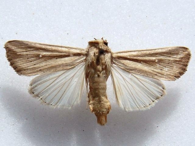 Leucania loreyi Leucania loreyi African Moths
