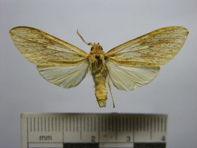 Leucanopsis pseudomanda