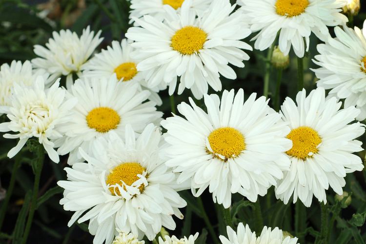 Leucanthemum Leucanthemums ltspangt for gorgeous masses of white daisy flowers