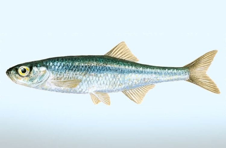 Leucaspius delineatus Belica Leucaspius delineatus Fishes NatureGate